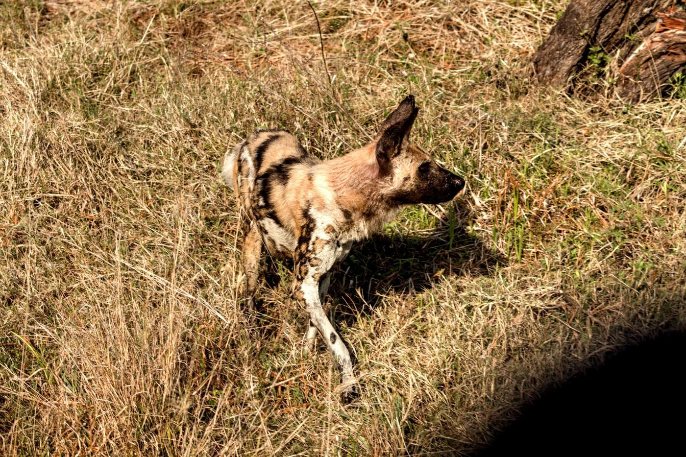 A wild dog turning to look at the car