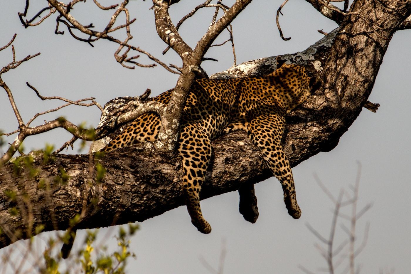 A leopard lying on a branch with legs dangling