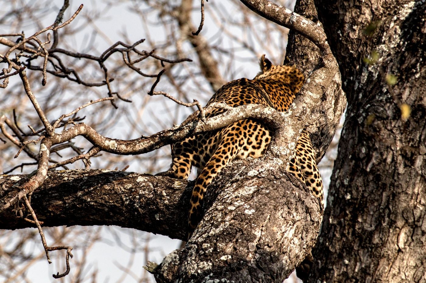 A leopard sitting in the fork of a tree