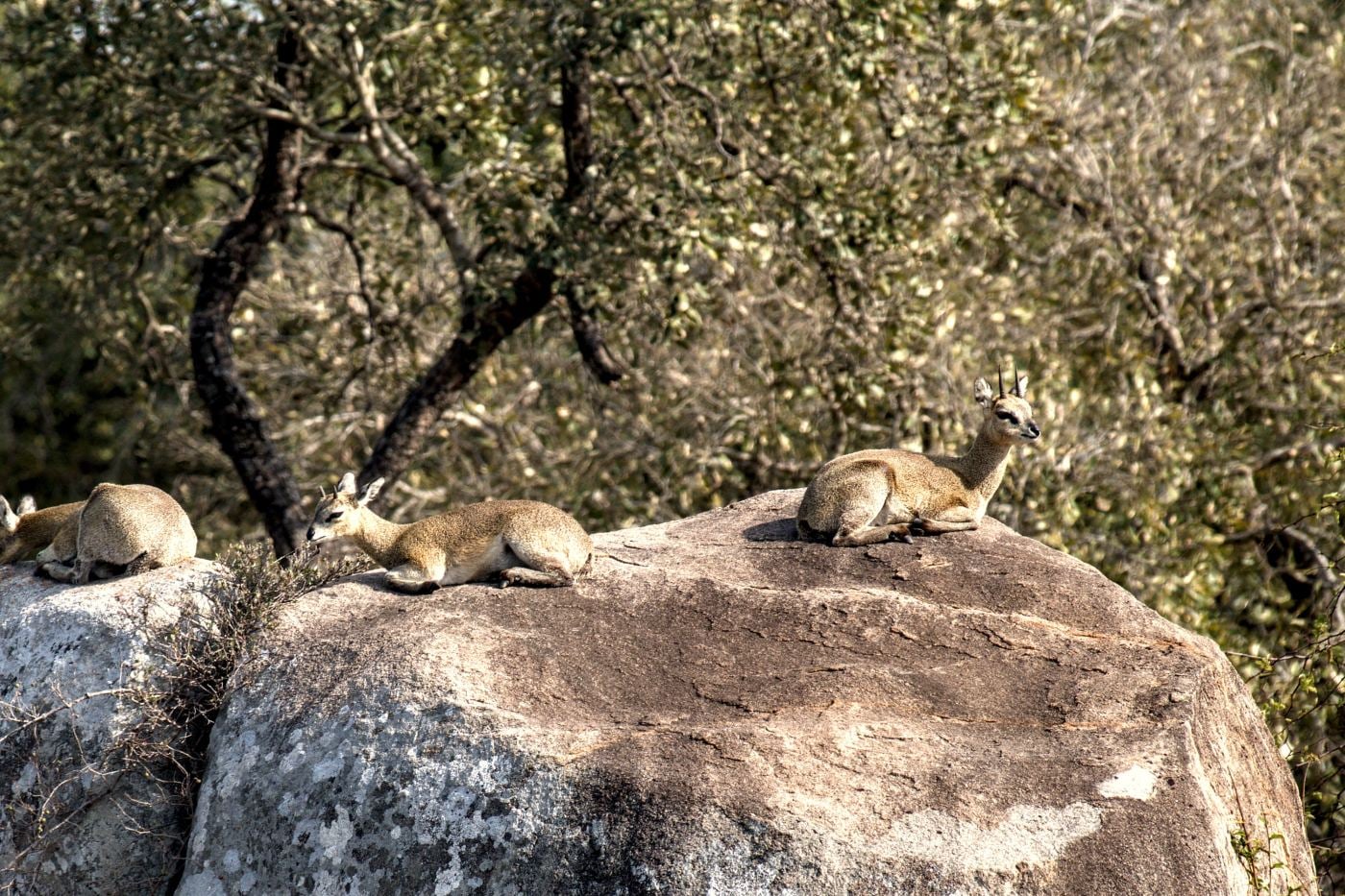 Klipspringers on top of a granite boulder