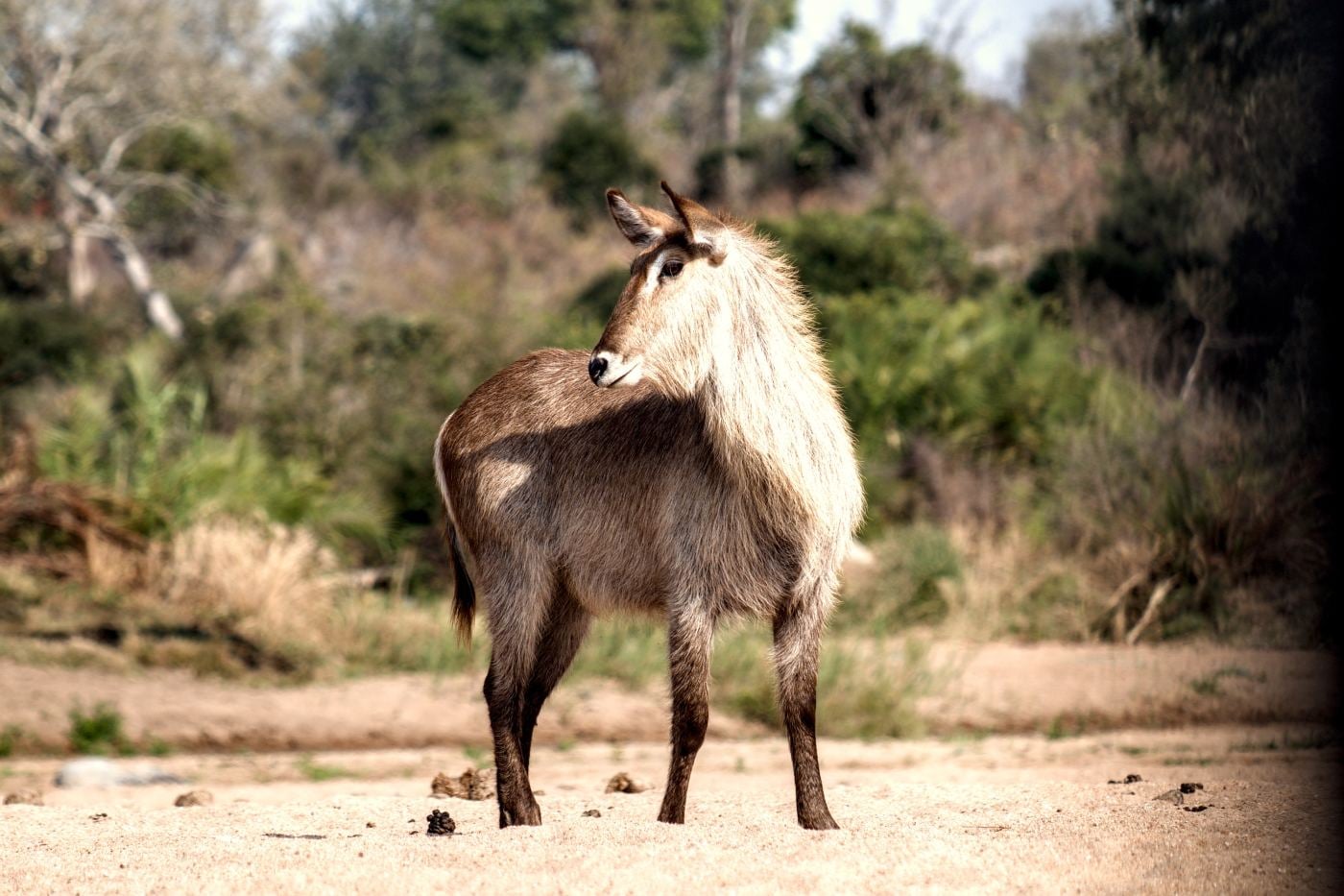 A waterbuck looking back over her shoulder