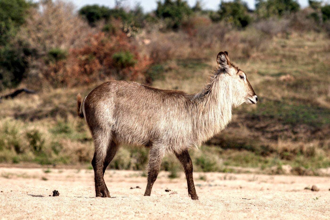 A waterbuck in profile on sand