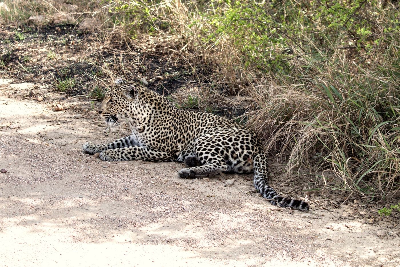 A leopard lying at the edge of the road