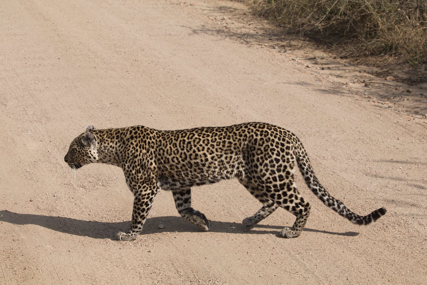 A leopard walking across a dirt road
