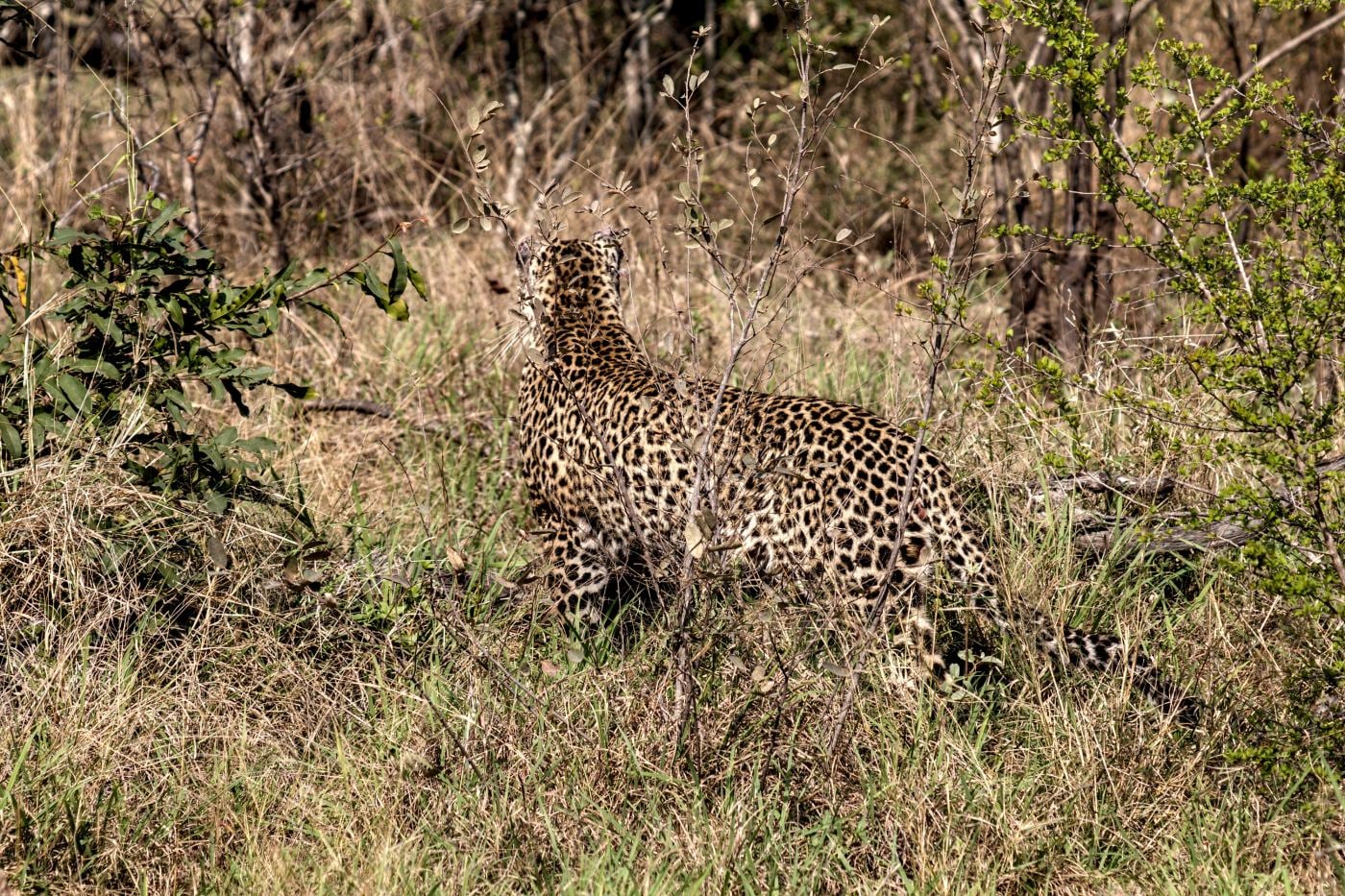 A leopard walking into long grass