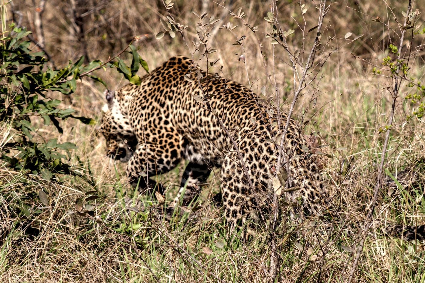 A leopard leaping