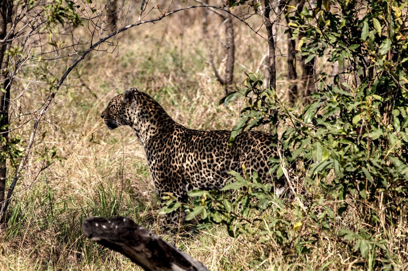 A leopard looking back from the bushes