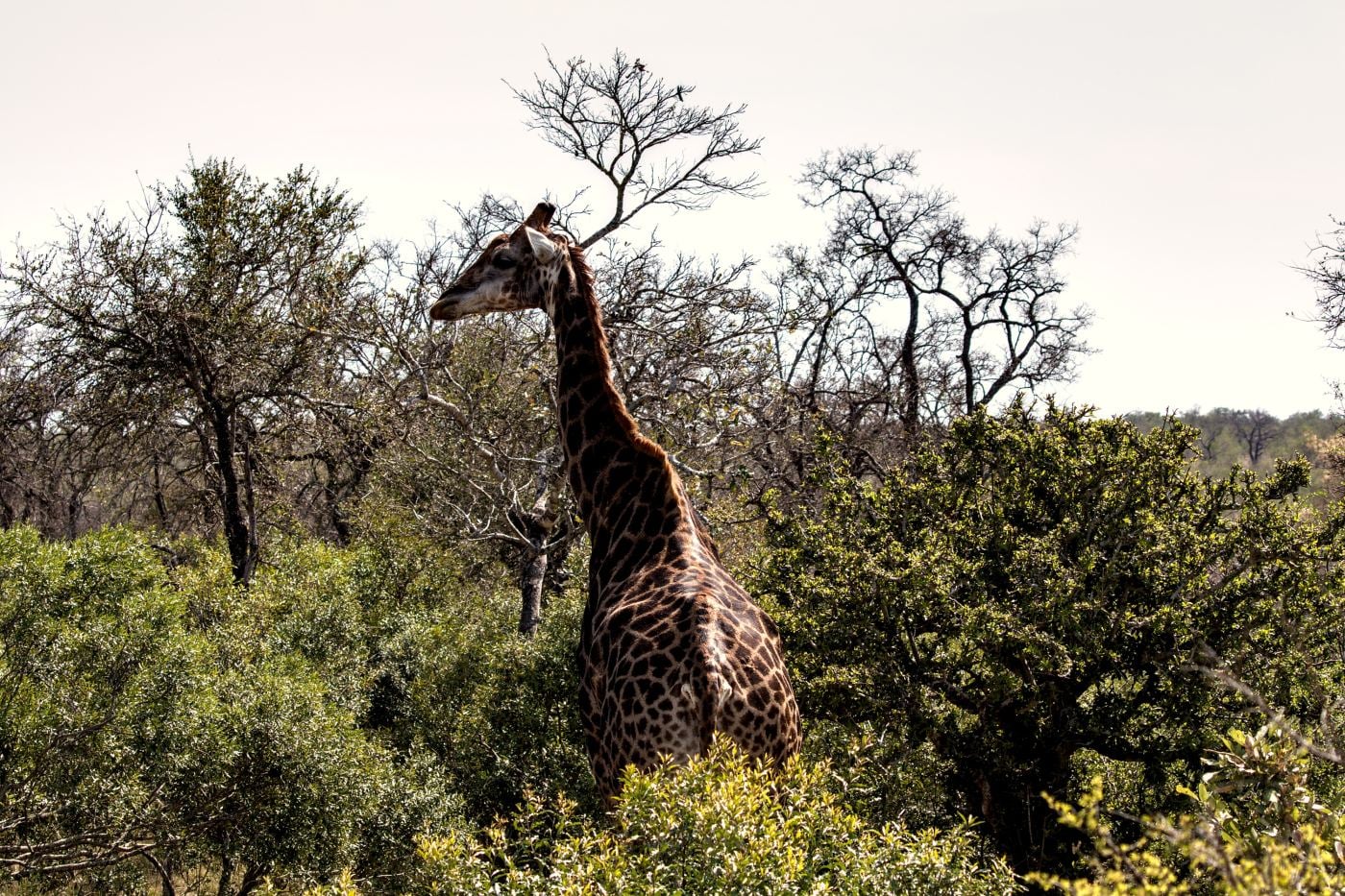 A giraffe standing in green bush