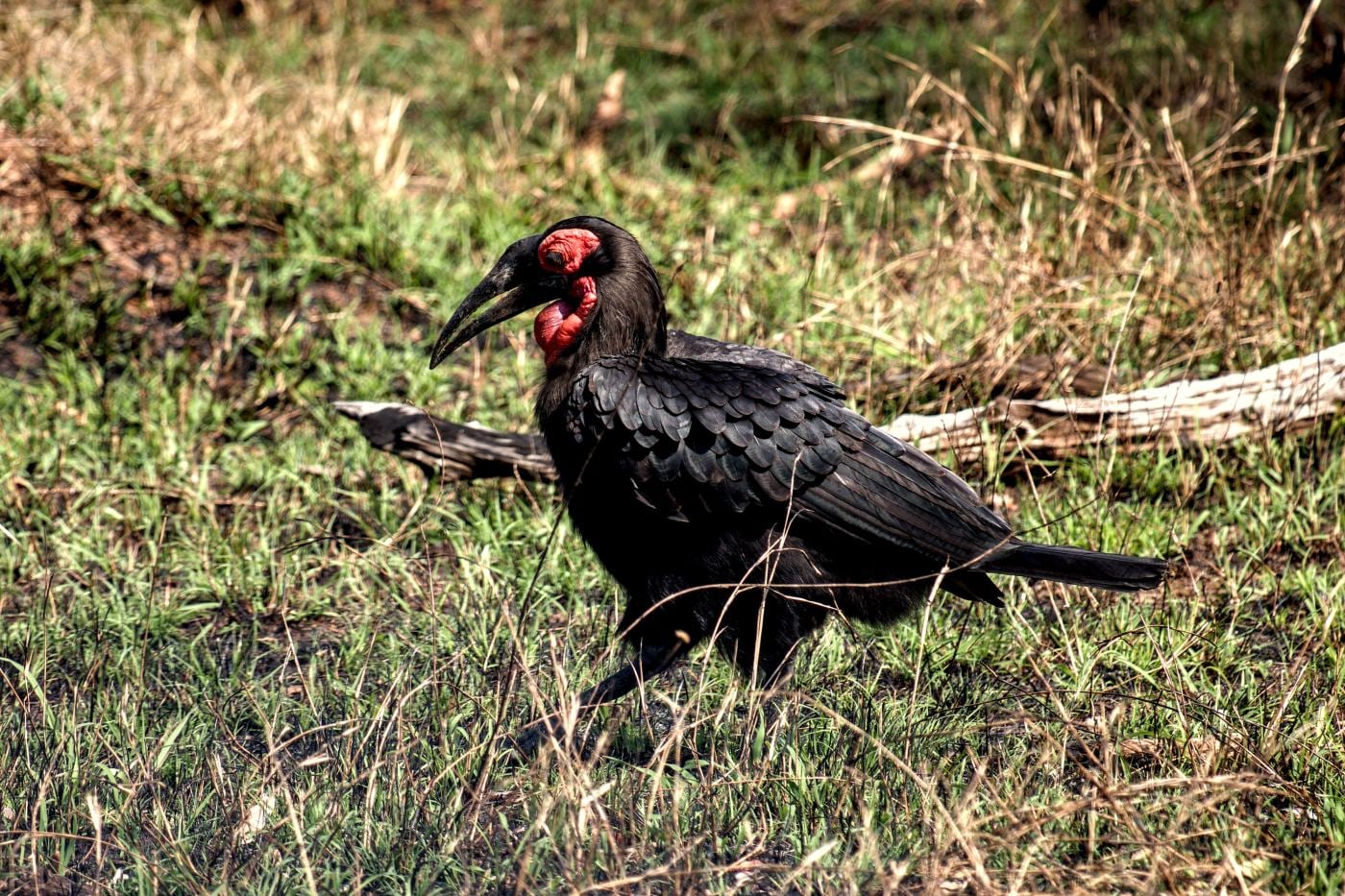 A ground hornbill with red face and throat