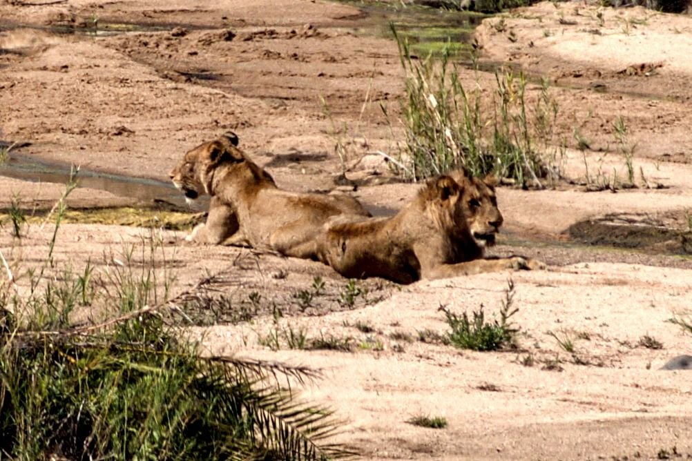 Two distant lions lying in a dry riverbed, heavily cropped