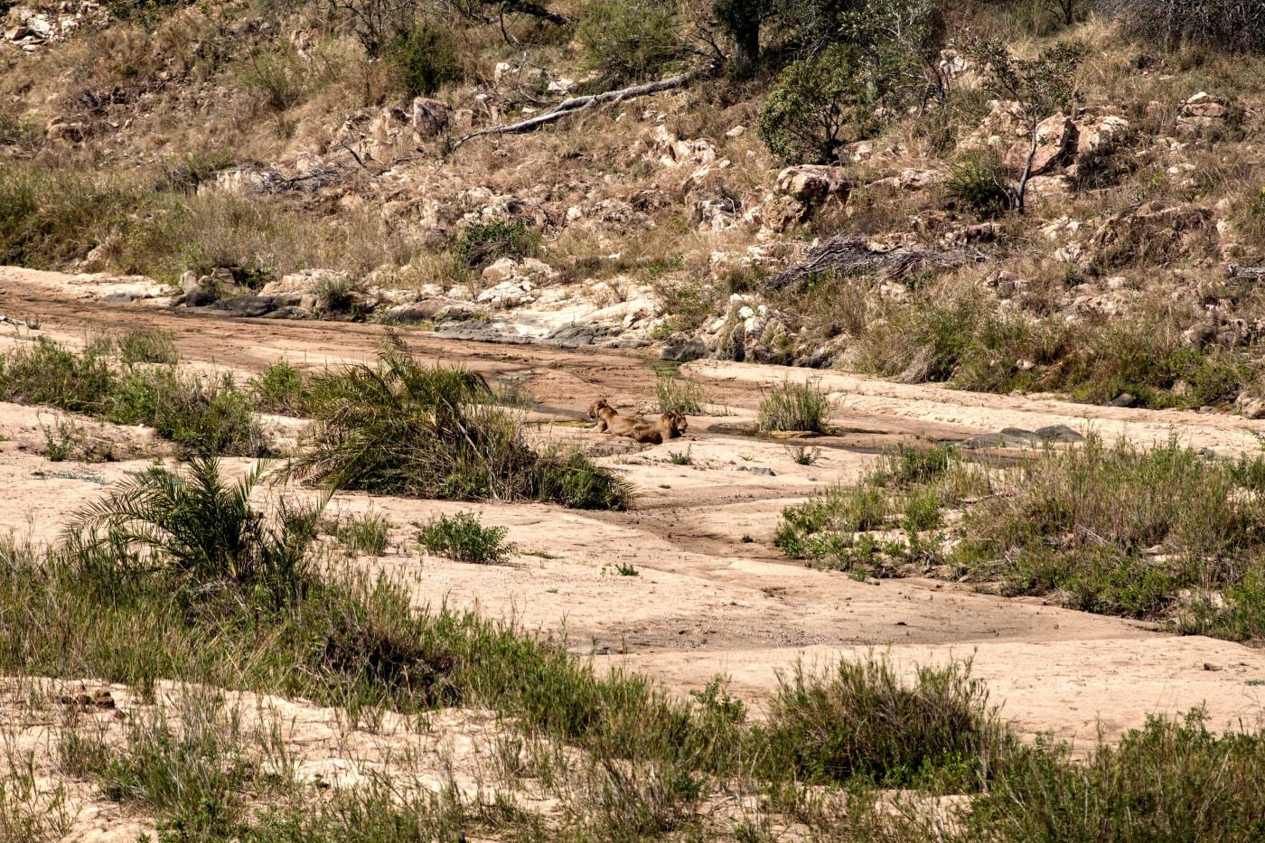 A dry riverbed with four lions barely visible in the distance