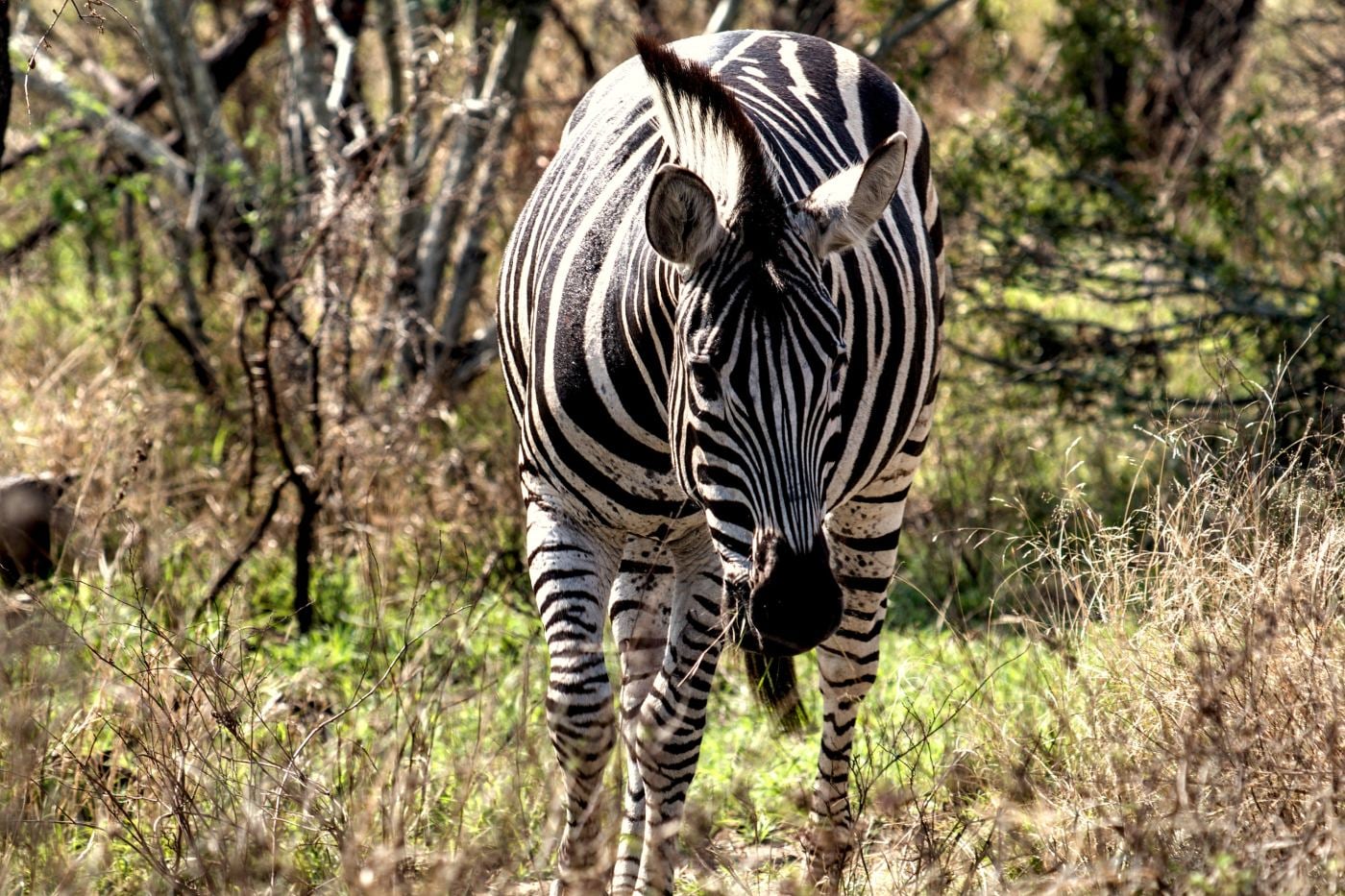A zebra looking straight at the camera