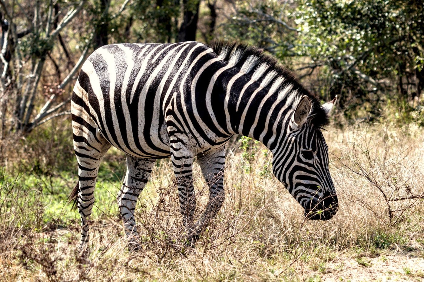 A zebra grazing in green grass