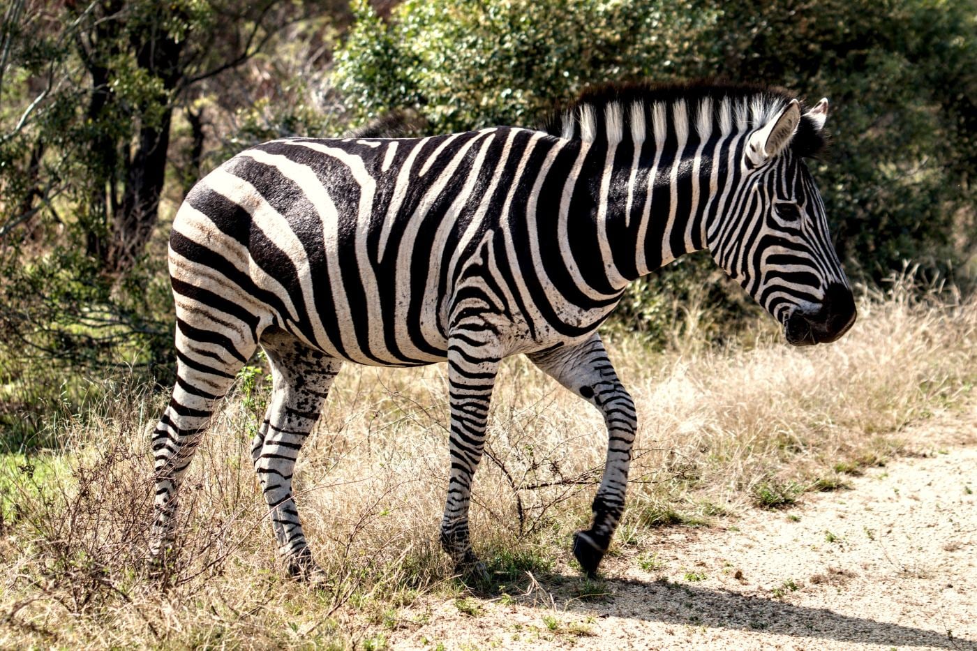 A zebra crossing a road