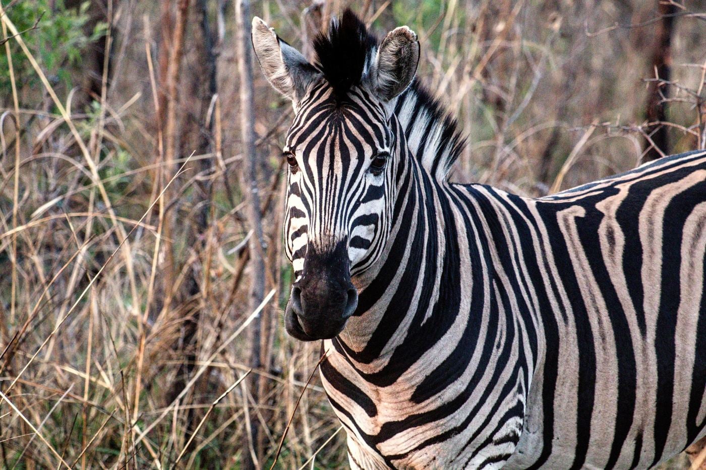 A zebra in the early morning