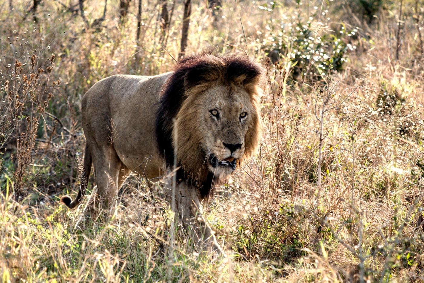 A male lion face on in the grass