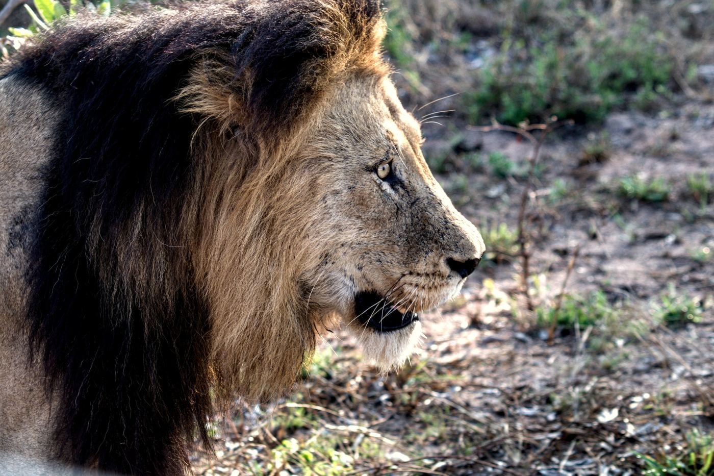 A male lion in profile filling the frame