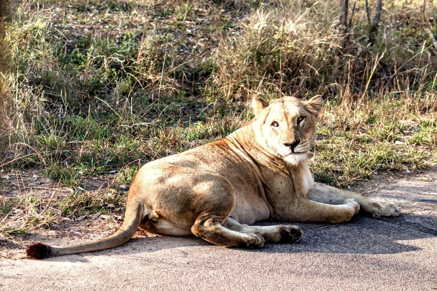 A lioness lying on the tarmac