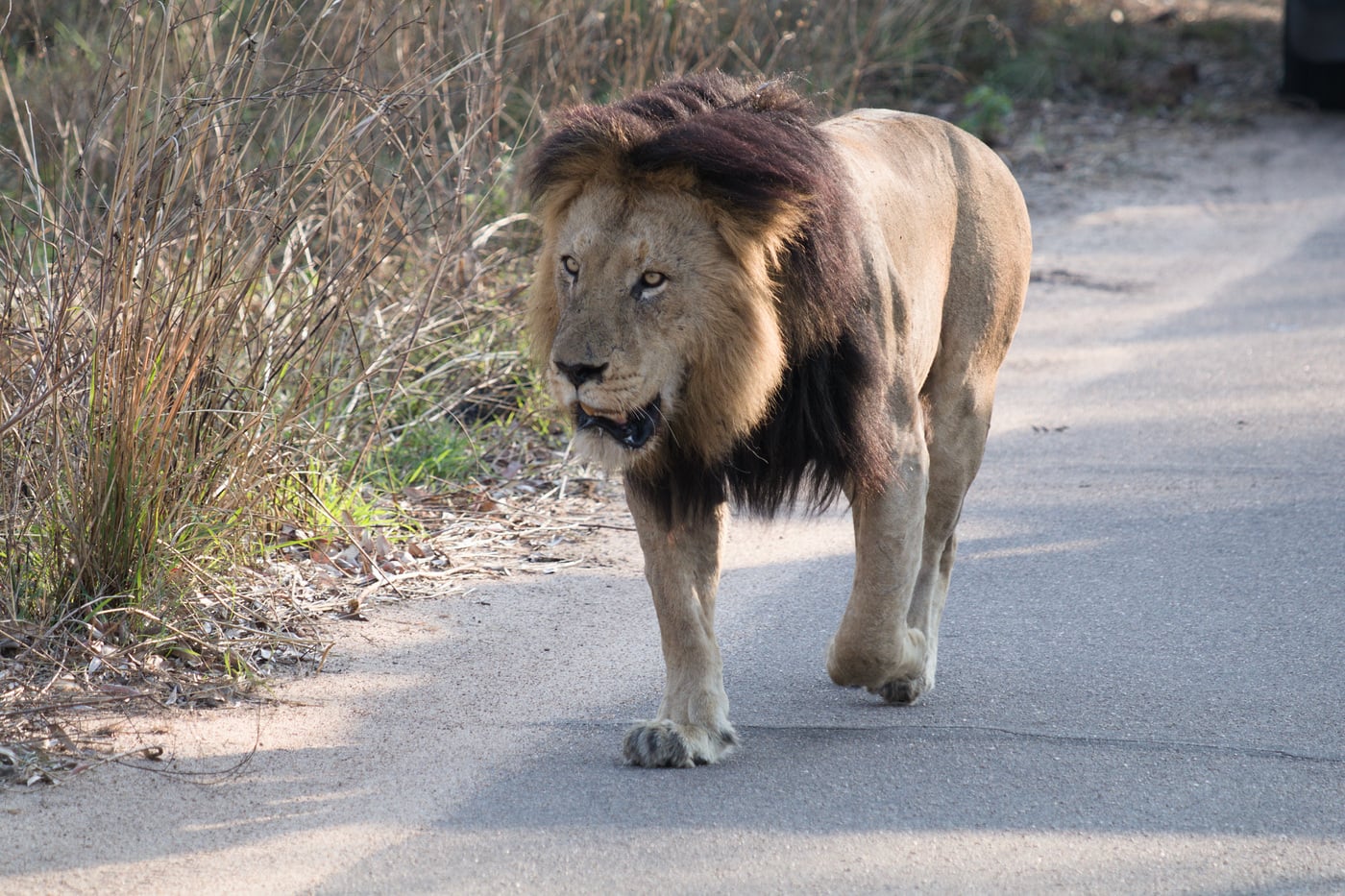 A male lion walking up the road towards the camera