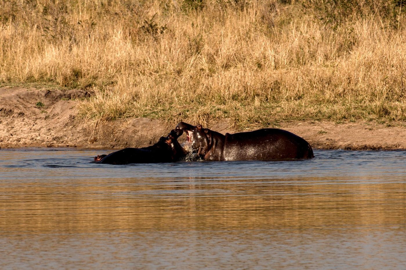 A hippo on a riverbank in early light