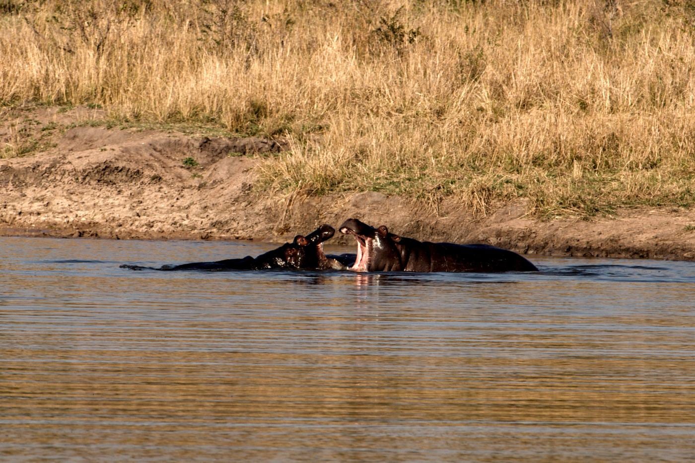 A hippo surfacing in a river