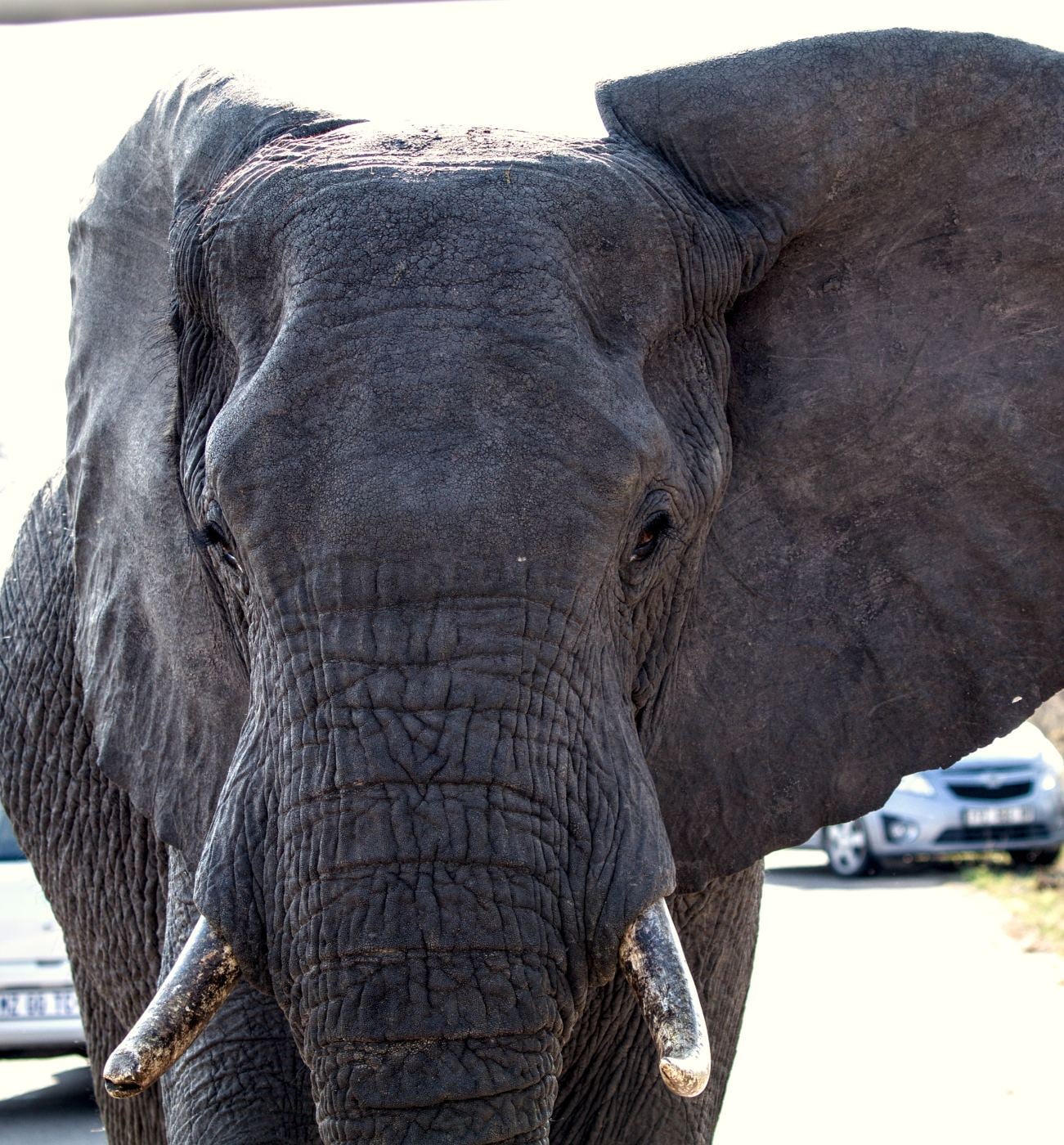 An elephant walking up the road with its ears out