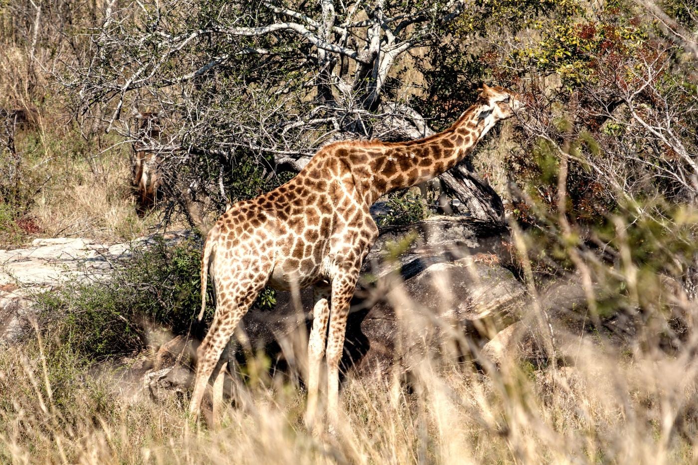 A giraffe browsing, close up