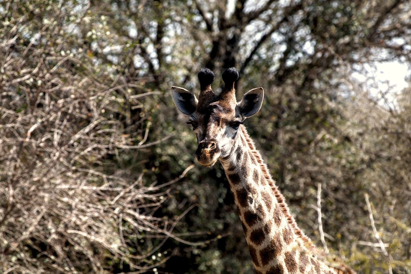 A giraffe looking over the top of the scrub