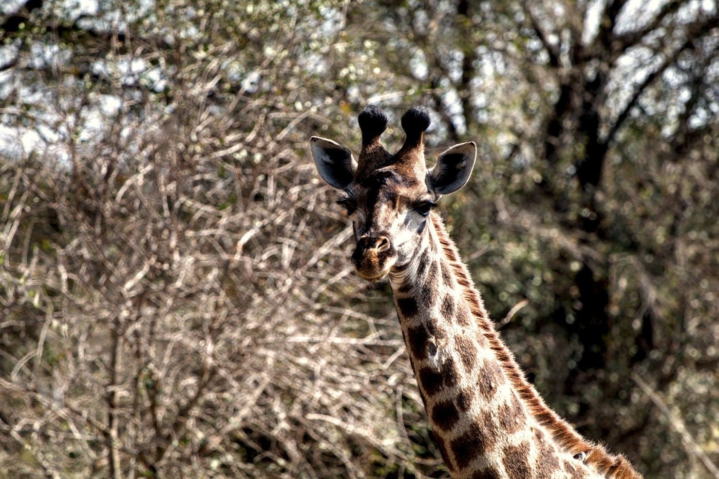 A giraffe head and neck above bushes