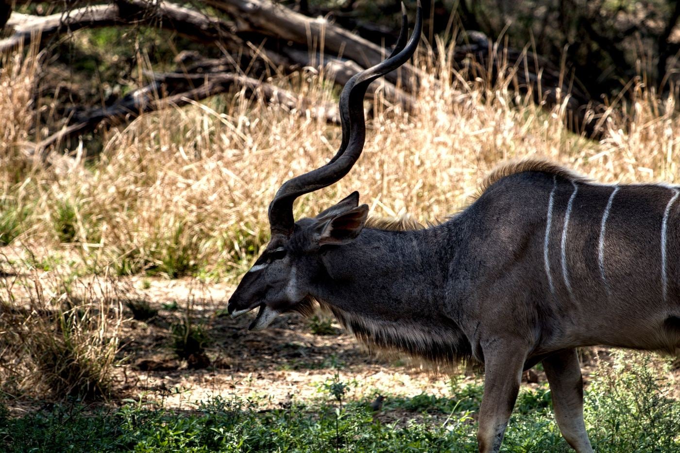 A greater kudu bull with big spiral horns