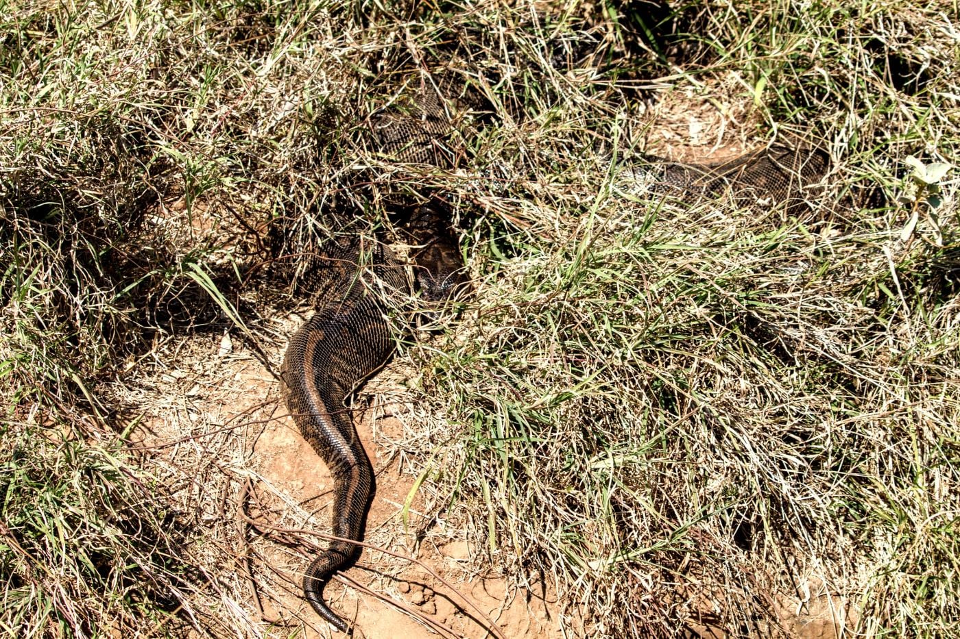 A rock python partly hidden in the grass