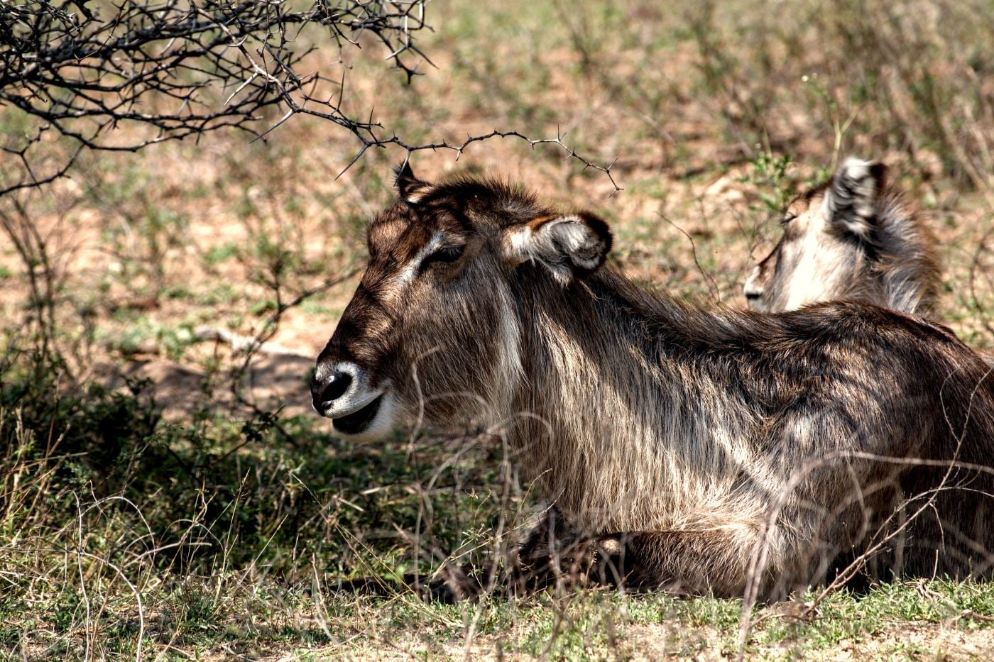 Waterbuck cows resting in the shade