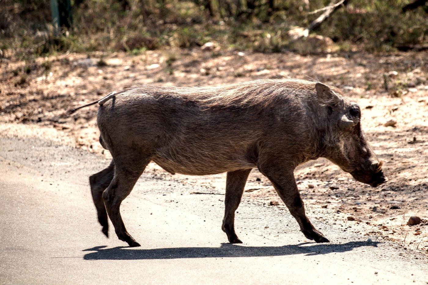 A warthog trotting across the road