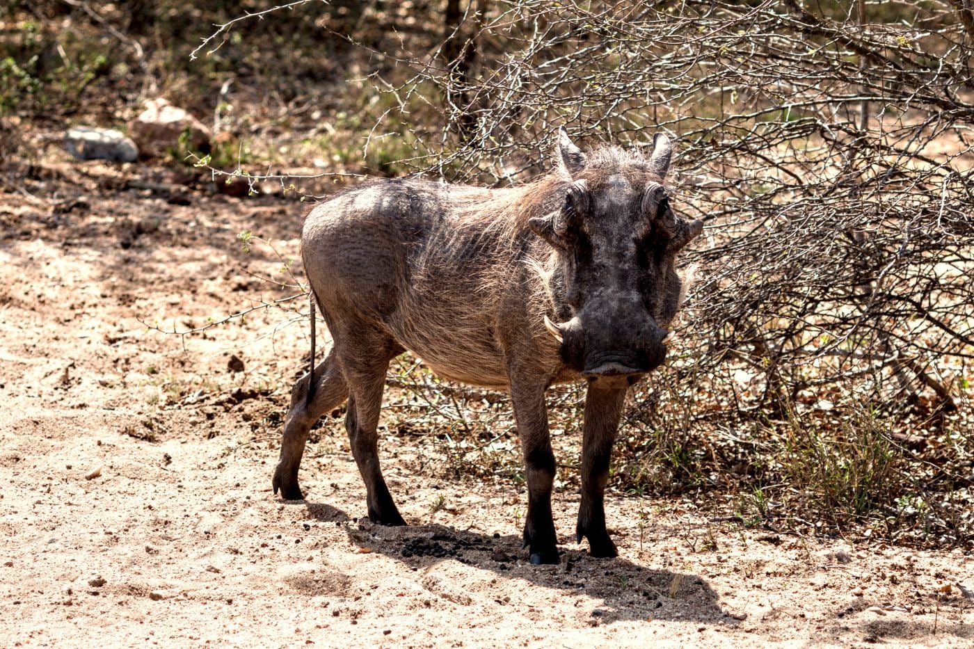 A warthog stopping to look at the camera