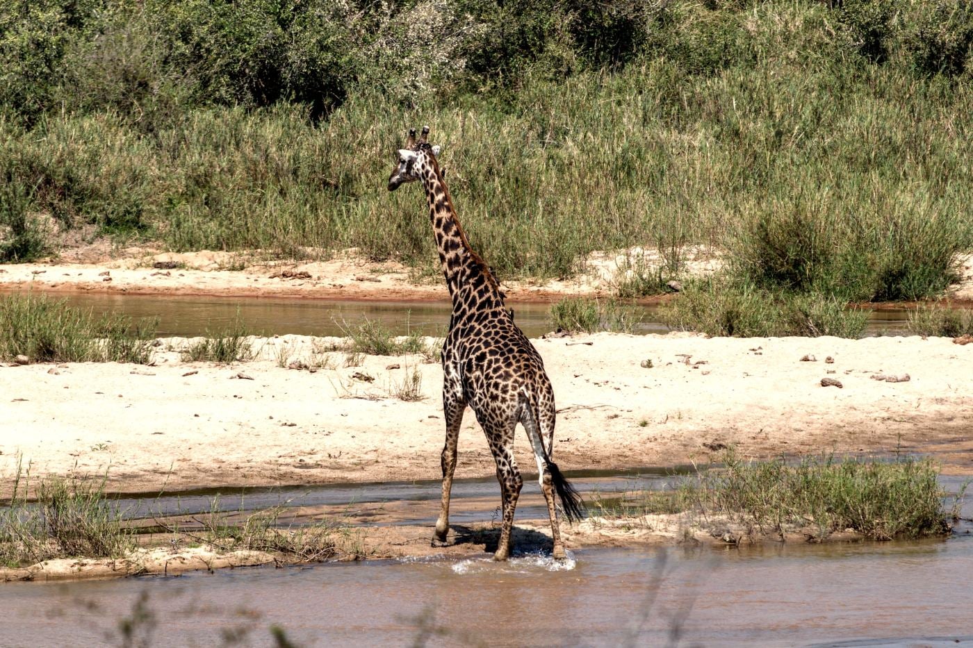 A giraffe wading across a shallow river