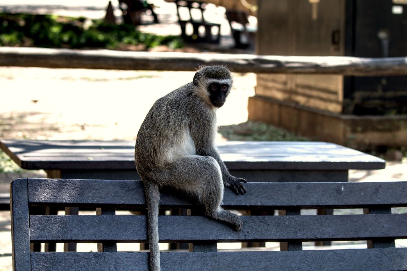 A vervet monkey sitting on a picnic table