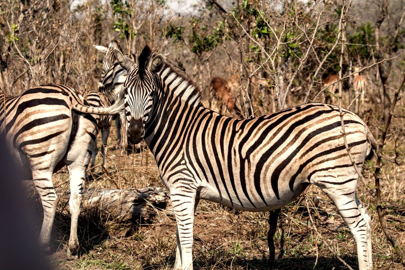 A zebra in profile