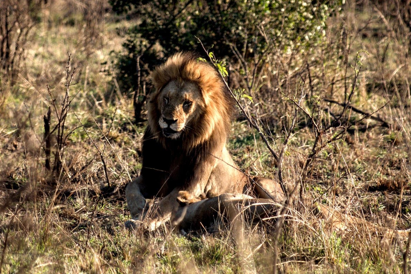 A male lion sitting and looking at the camera