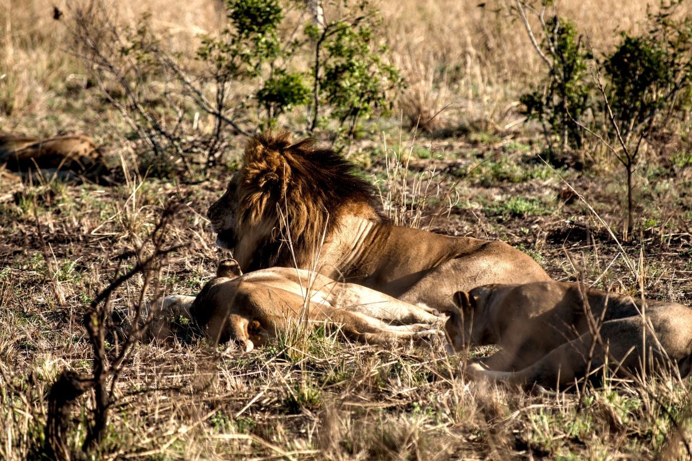 A male lion and a lioness lying together