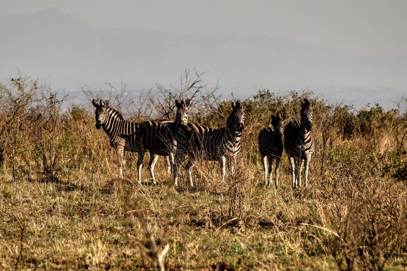 Zebras in early morning light