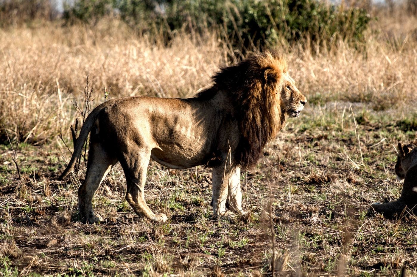 A male lion full length in morning light