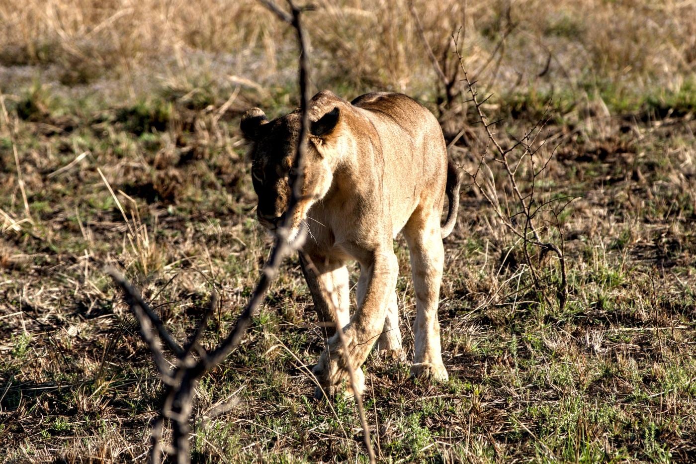 A lioness walking towards the camera