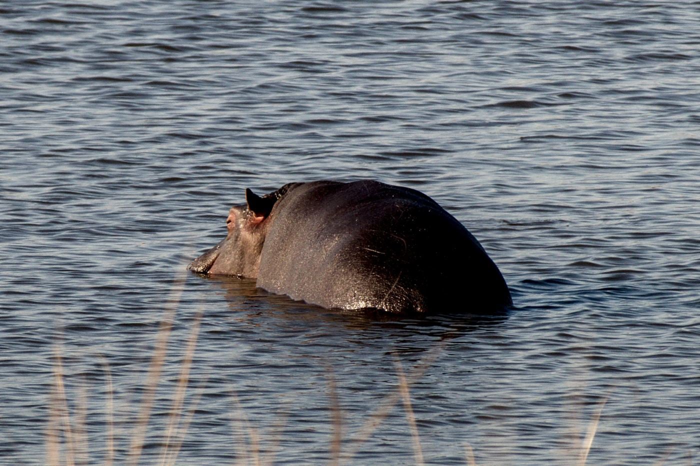 A hippo in a dam