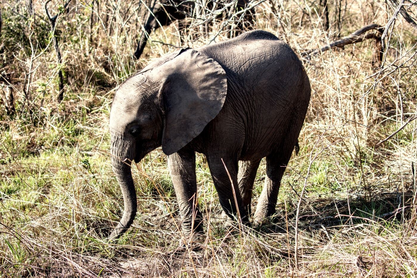 A young elephant walking through sunlit grass