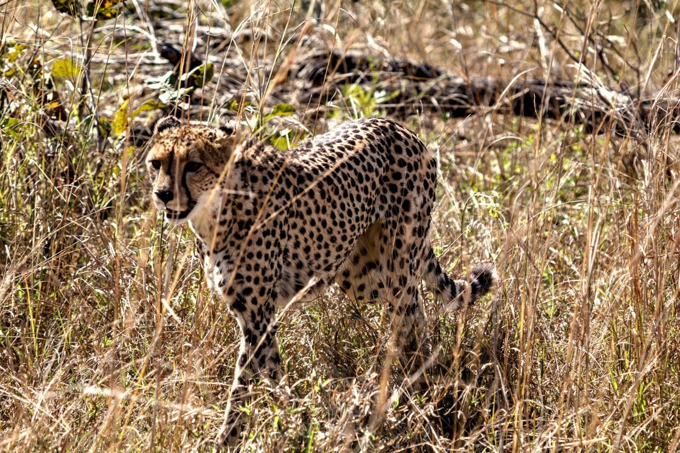 A cheetah walking through long grass