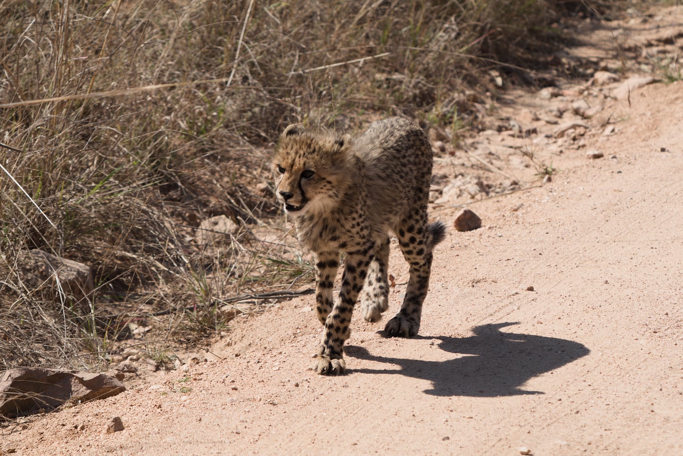 A cheetah cub walking down the road towards the camera