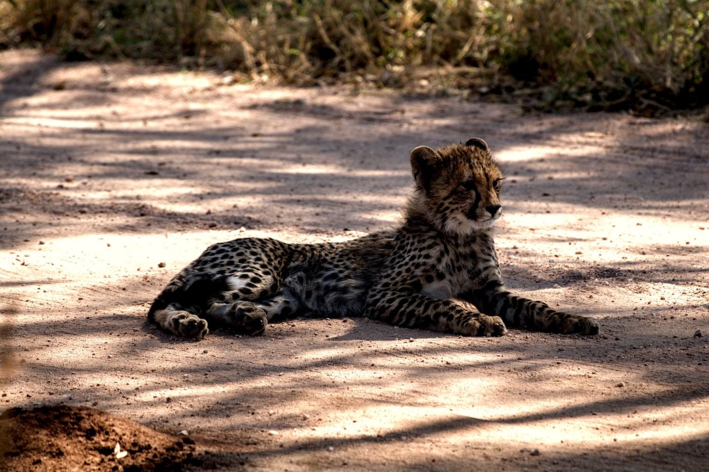 A cheetah cub lying on the road looking at the camera
