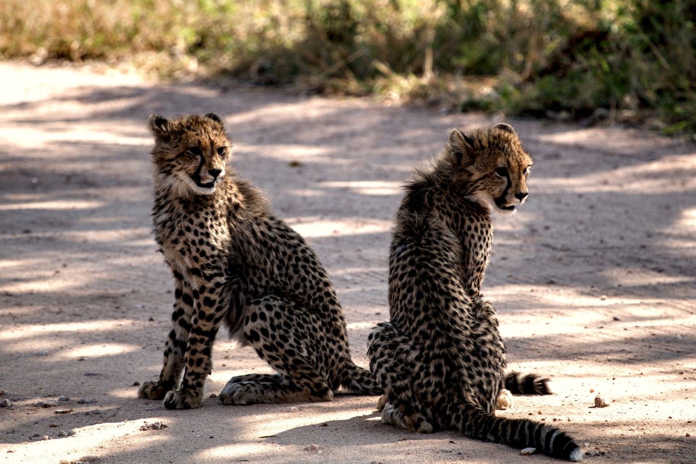 Two cheetah cubs looking in opposite directions