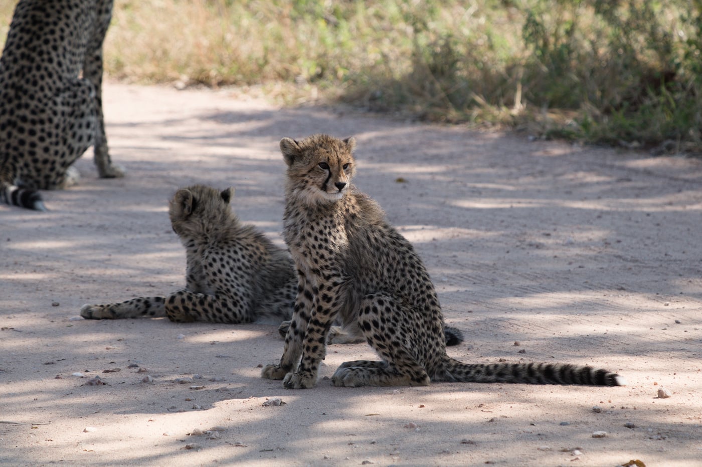 Cheetah cubs and their mother on the road