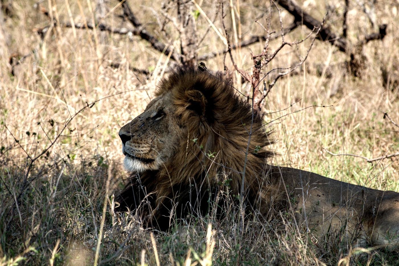 A scarred male lion in profile